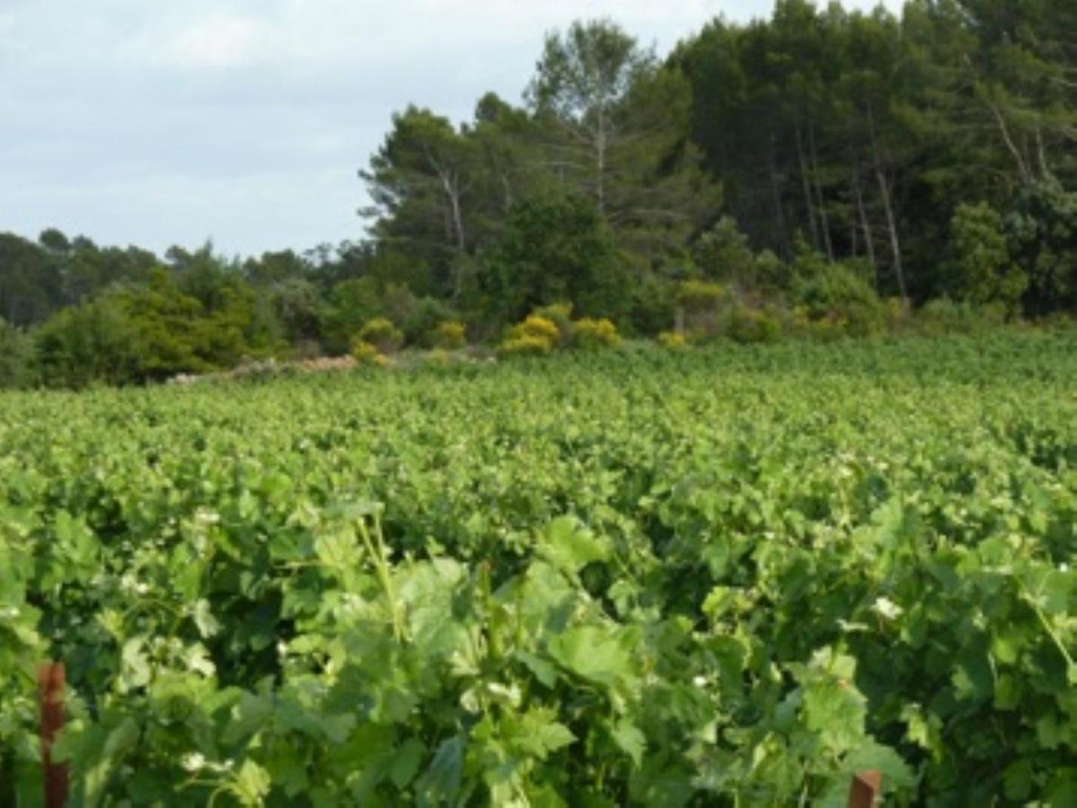 Les Vignes De Terrisse