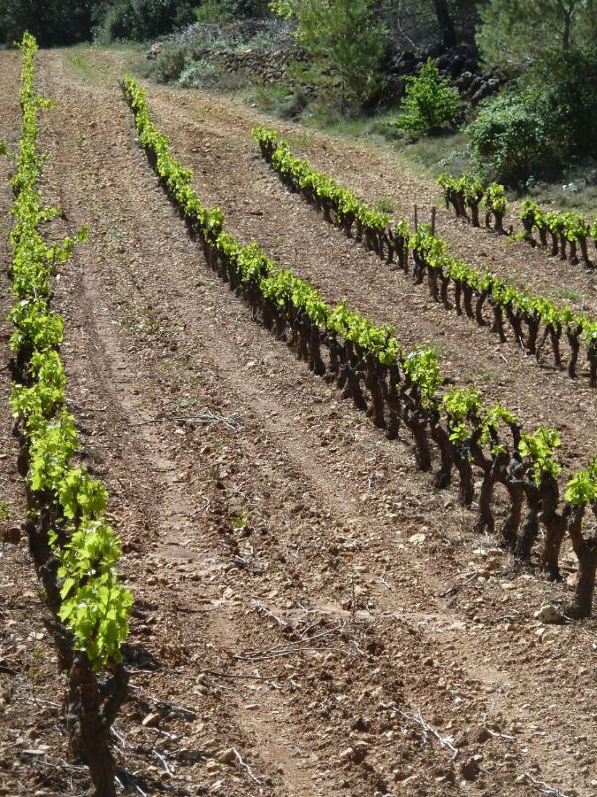 Les Vignes De Terrisse * Entrecasteaux